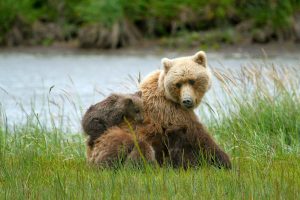 brown-bear-with-cub